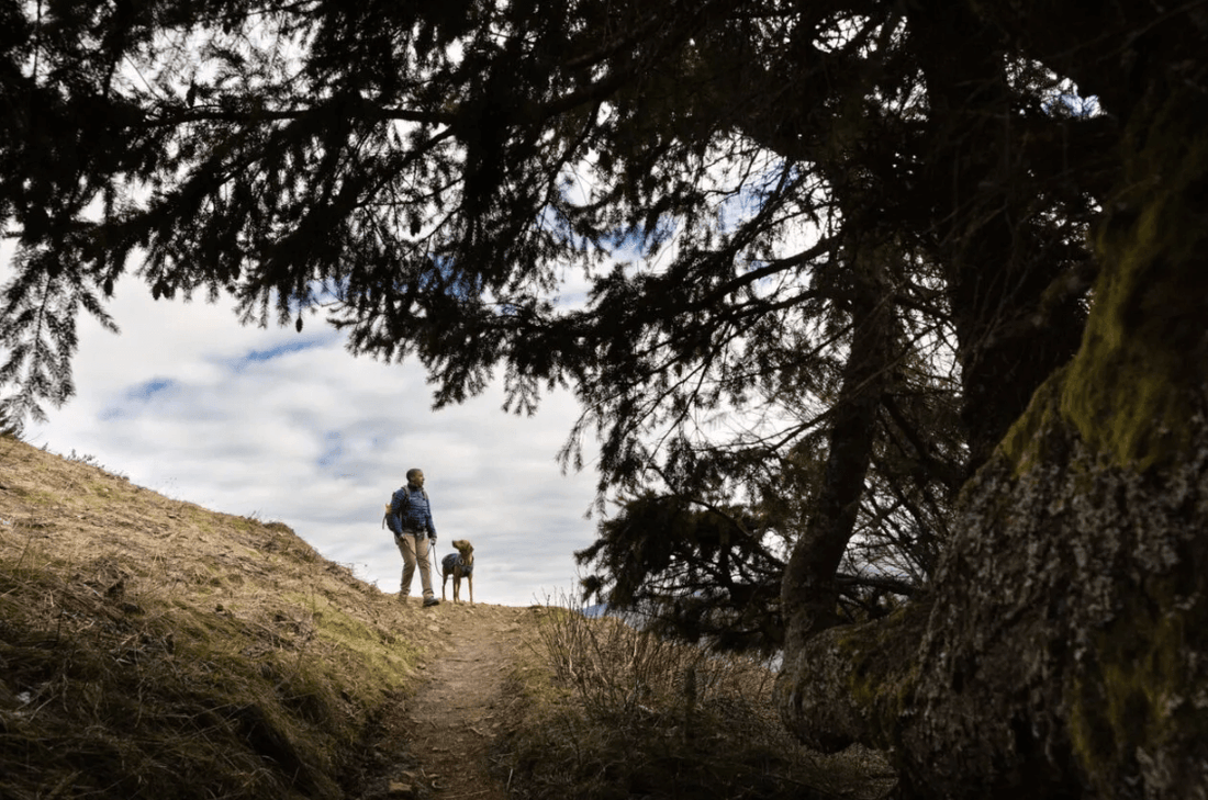 Randonnée : quatre sentiers où les chiens sont les bienvenus