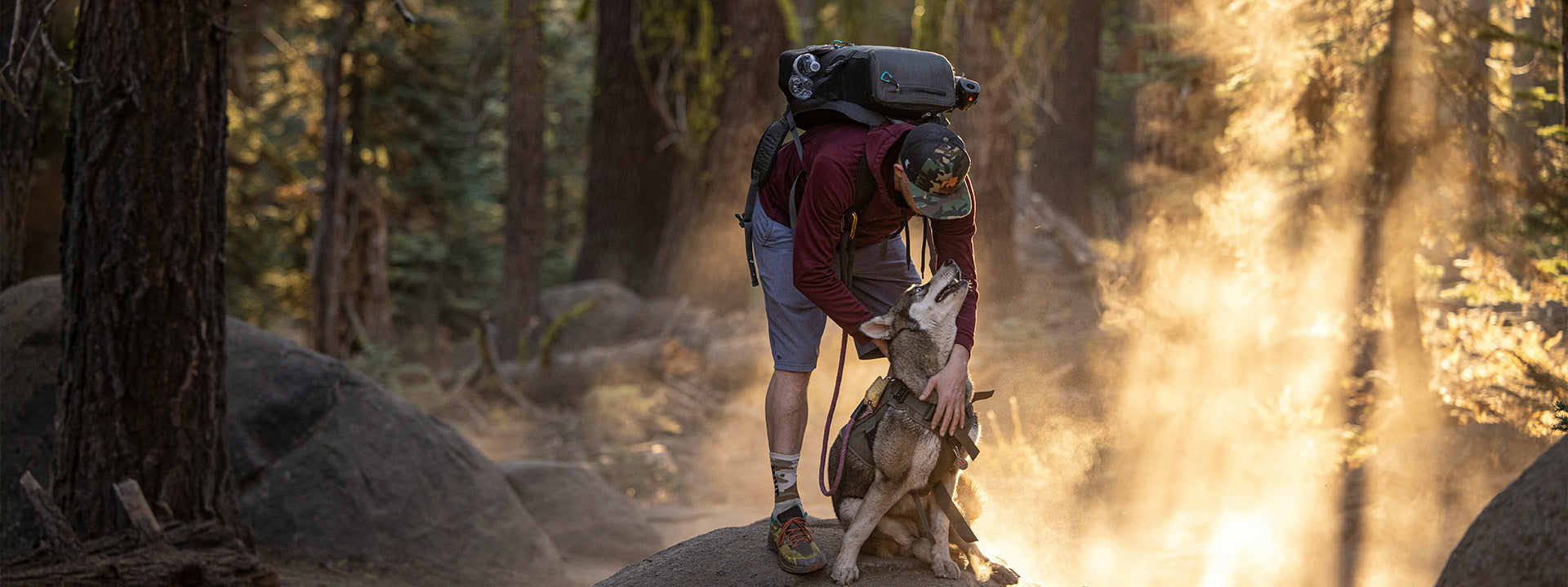 Accessoires pour chien