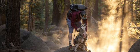 Accessoires pour chien