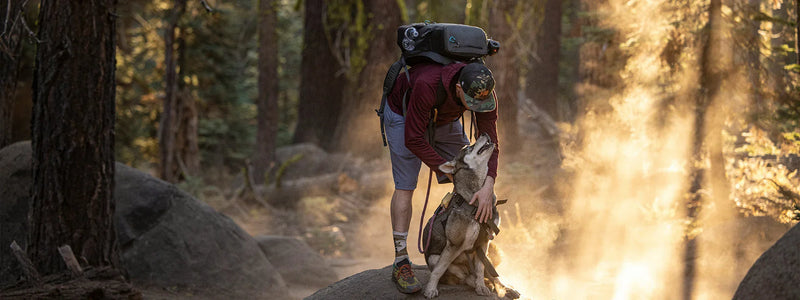 Accessoires pour chien