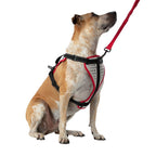 Harnais réfléchissant pour chien Nathan K9